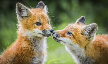Wildlife Photo of the Week: Baby Foxes