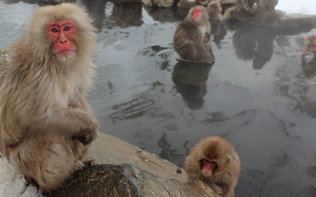 Video: A Post-Holiday, Hot-Springs Retreat with Japan’s Snow Monkeys