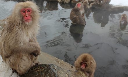 Video: A Post-Holiday, Hot-Springs Retreat with Japan’s Snow Monkeys