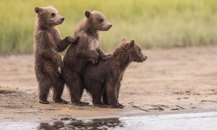 Traveler Photos: Grizzly Bear Families in Alaska
