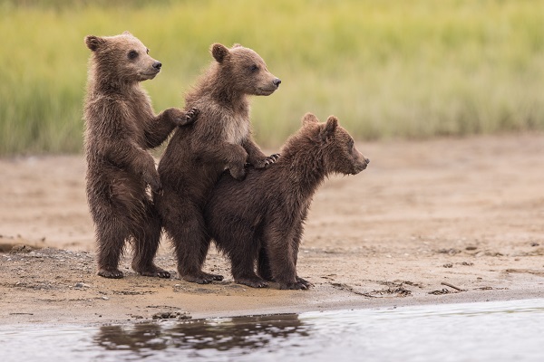 Bear cub trio in Alaska