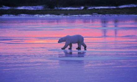 East of the Sun and West of the Moon: The Folklore of Arctic Animals