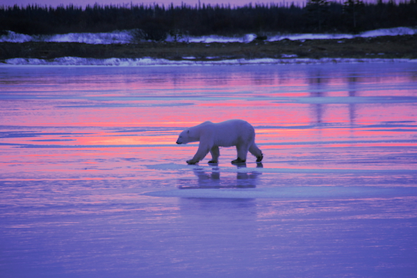 Polar Bear at Sunset