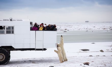 Traveler Story: Close Encounters with Polar Bears