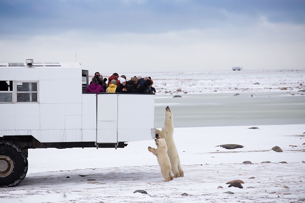 Close up with polar bears