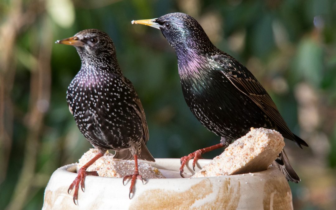 Video: Starling Shapes in the Sky