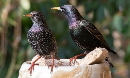 Video: Starling Shapes in the Sky