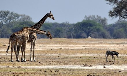 Fascinating Wildlife in Zimbabwe