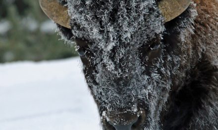 Wildlife Photo of the Week: Frosty Bison