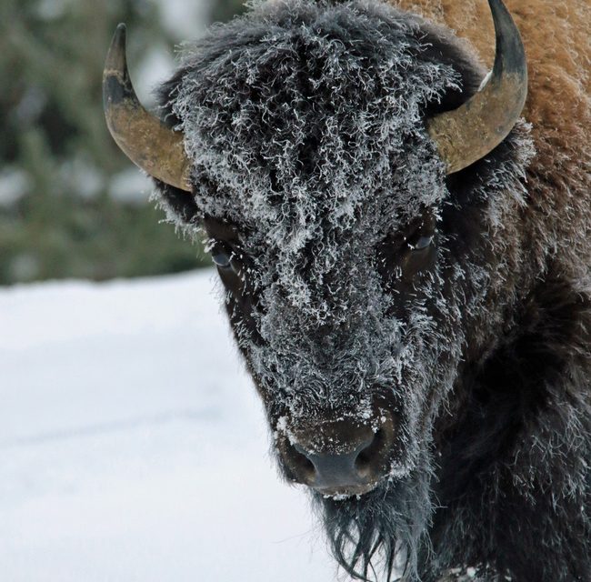 Wildlife Photo of the Week: Frosty Bison