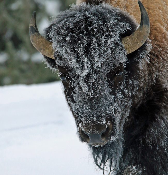 Wildlife Photo of the Week: Frosty Bison