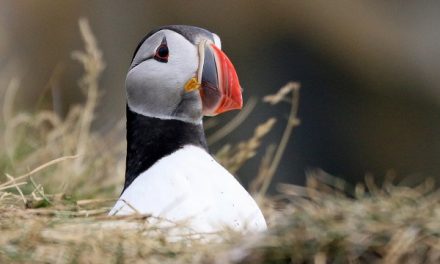 Traveler Story: Adventures ‘Round Iceland