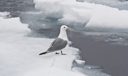 Lenin’s Kittiwake | Olaf’s Corner