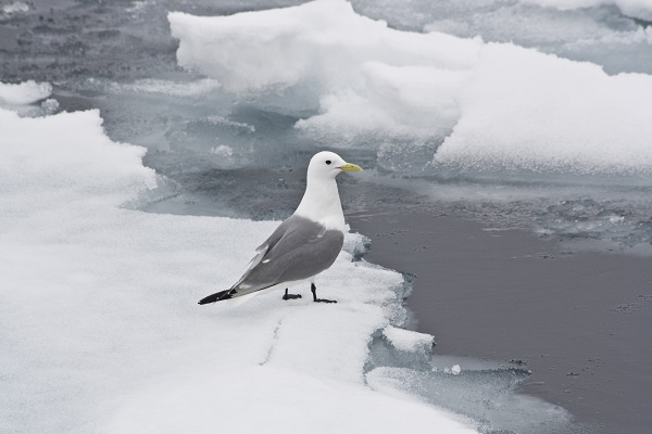 Kittiwake in Svalbard