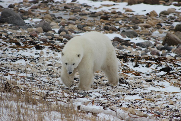 Traveler Story: Up Close with Polar Bears
