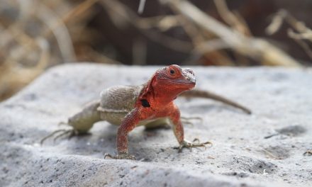 Top Apps to Download Before Your Galapagos Tour