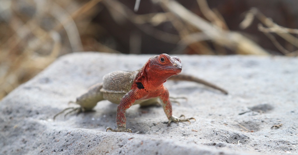 Lizard in Galapagos.
