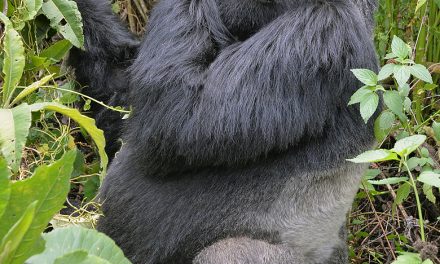 Wildlife Photo of the Week: Silverback Gorilla in Africa