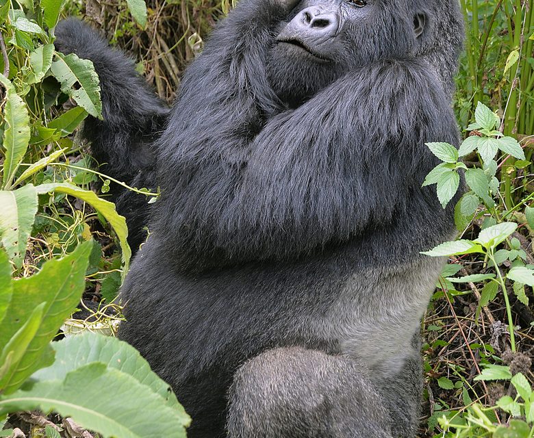 Wildlife Photo of the Week: Silverback Gorilla in Africa