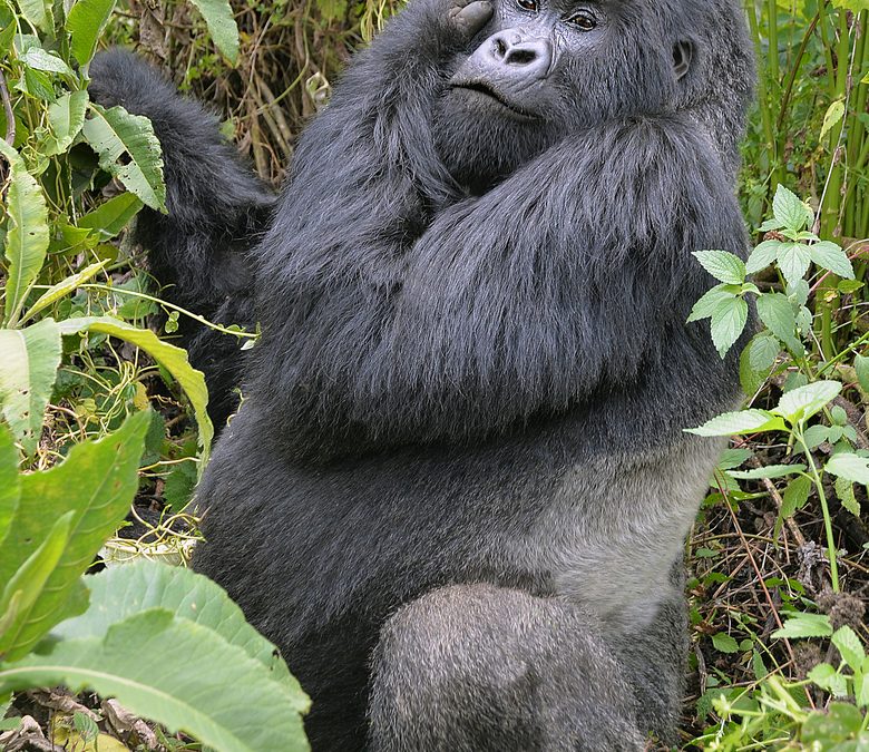 Wildlife Photo of the Week: Silverback Gorilla in Africa
