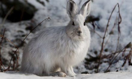 Despite Cold Temperatures, the Earth Burns and the Arctic Is Lost