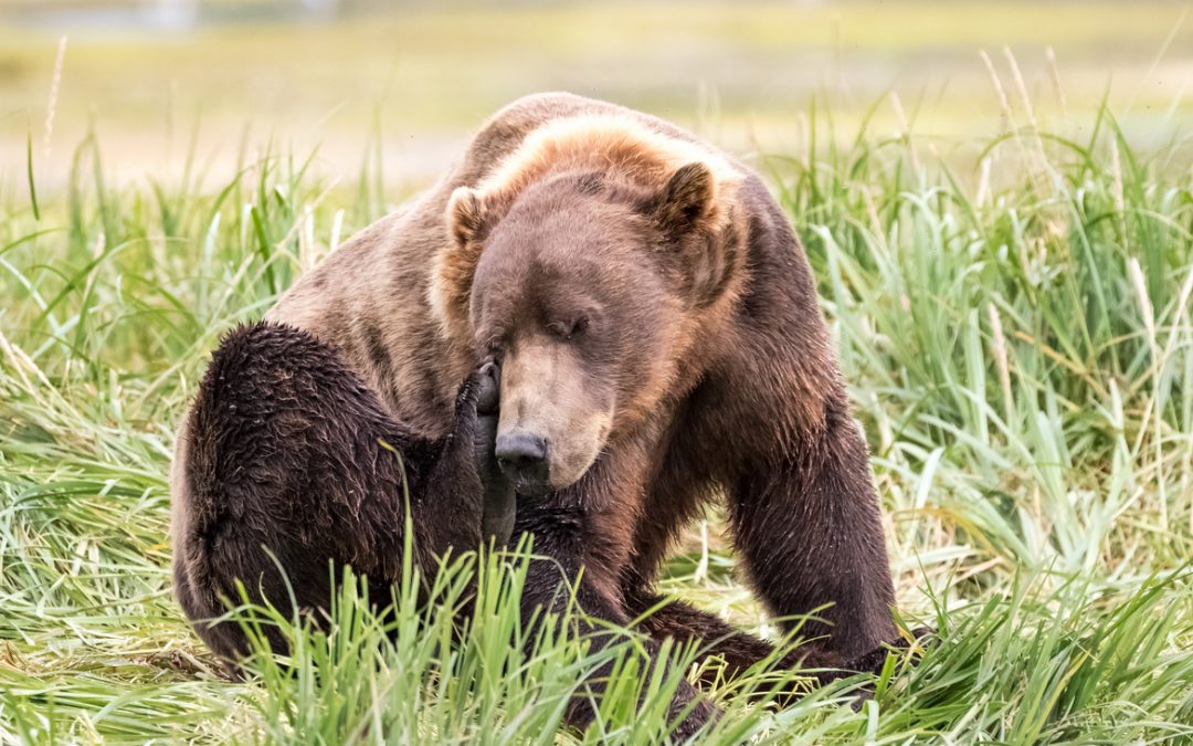 Wildlife Photo of the Week: Bear Itch