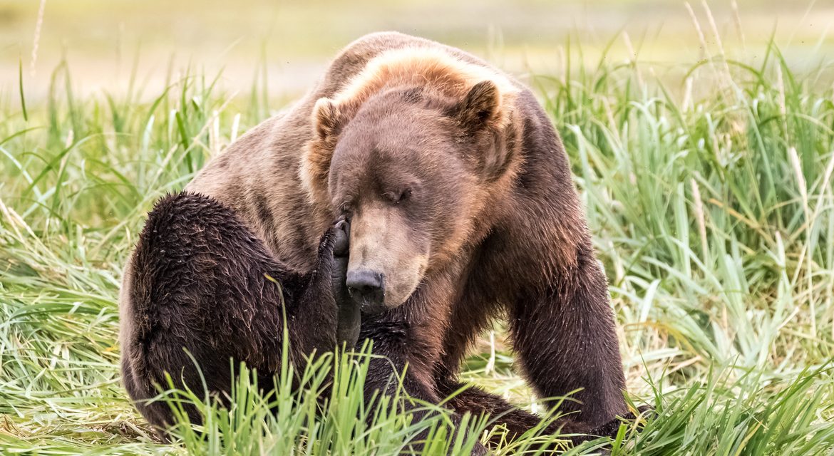 Wildlife Photo of the Week: Bear Itch