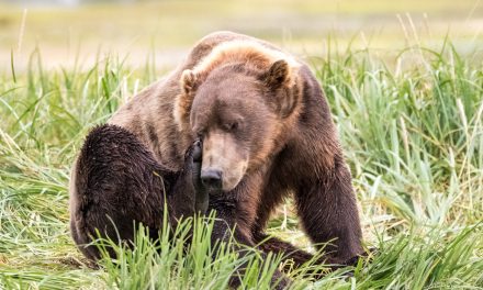 Wildlife Photo of the Week: Bear Itch