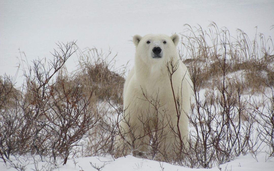 Wildlife Photo of the Week: White Watcher