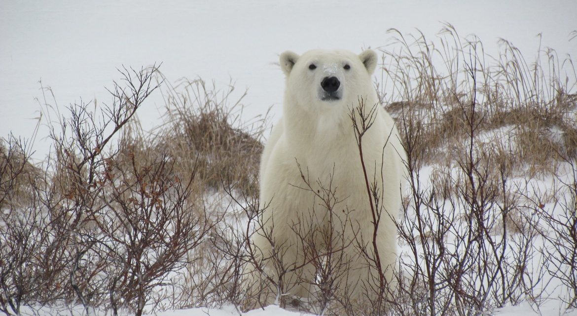 Wildlife Photo of the Week: White Watcher