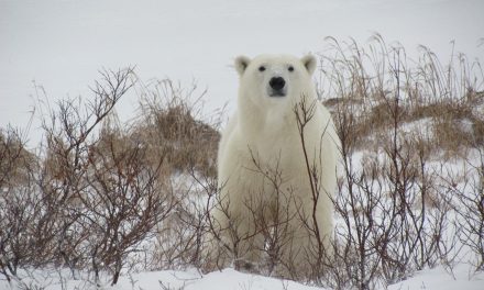 Wildlife Photo of the Week: White Watcher