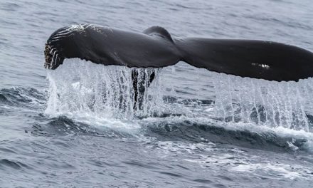 Traveler Stories: An Amazingly Awesome Adventure in Greenland