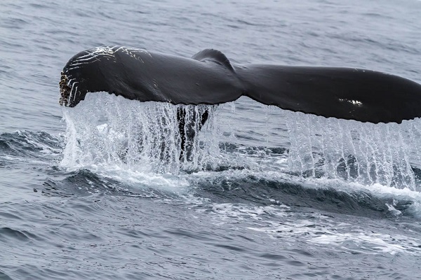 Whale fluke in East Greenland