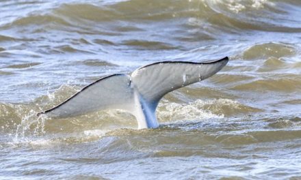 Traveler Story: Beluga Whales in Churchill, Canada