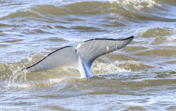 Beluga whale fluke