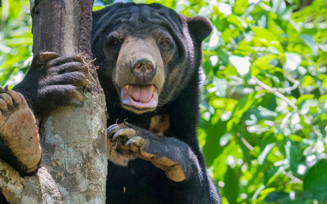 Videos: The Sun Bear, “He Who Likes to Sit High”