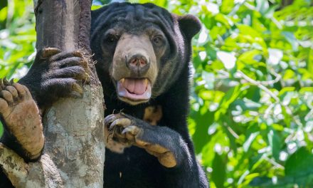 Videos: The Sun Bear, “He Who Likes to Sit High”