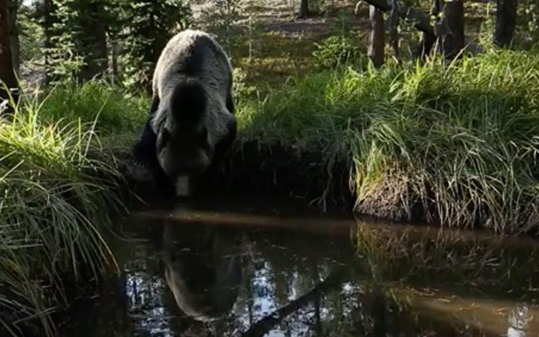 Video: Yellowstone Bear Bathtub