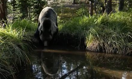 Video: Yellowstone Bear Bathtub