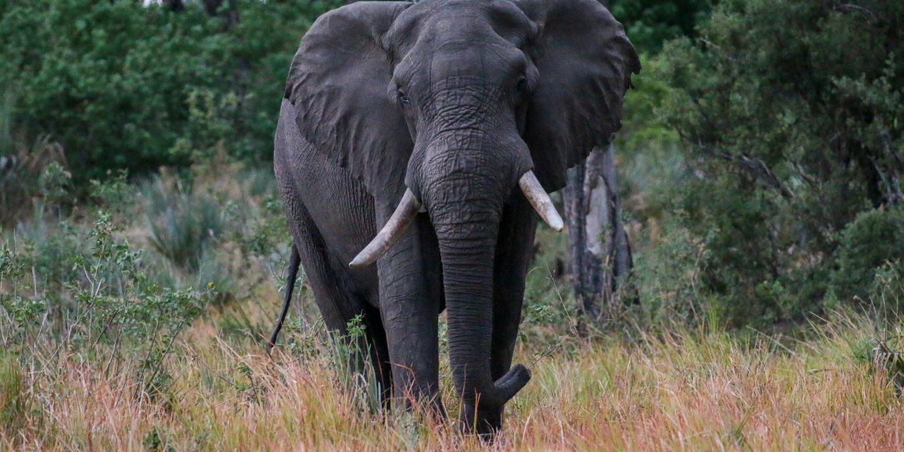 Botswana’s Okavango Delta: The Beating Heart of KAZA