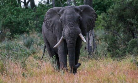 Botswana’s Okavango Delta: The Beating Heart of KAZA