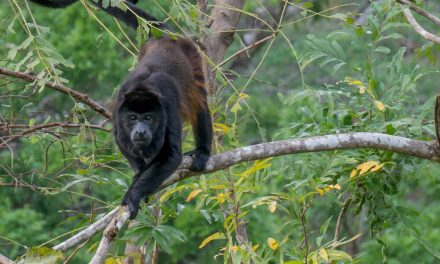 Five Highlights from Costa Rica