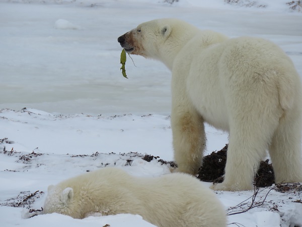 A mom and her cub take a break from eating kelp. Hudson Bay is in the background, not yet frozen.