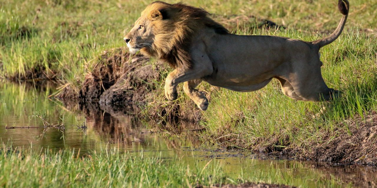 Carnivore Stories from Botswana