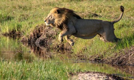 Carnivore Stories from Botswana