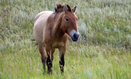 No More Wild Horses