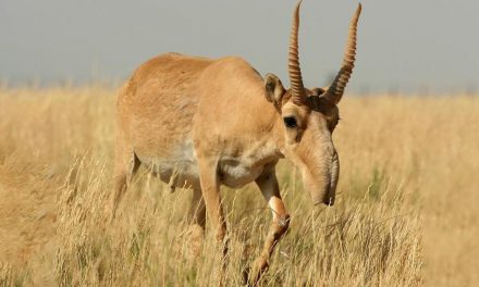 Saiga Antelope Now Victims of Climate Change