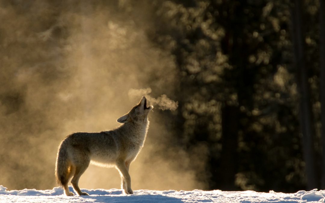 Wildlife Photo of the Week: Classic Howling Coyote