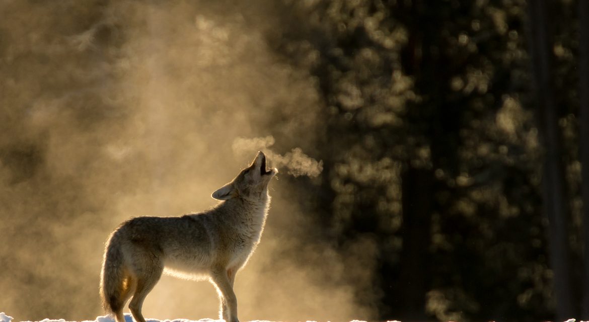 Wildlife Photo of the Week: Classic Howling Coyote