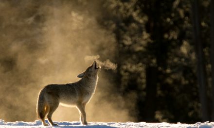 Wildlife Photo of the Week: Classic Howling Coyote